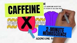 2Minute Neuroscience Caffeine [upl. by Linkoski634]