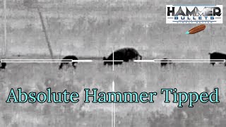 65 Grendel New 105 Absolute Hammer Tipped Bullet Hog Hunt [upl. by Biddie71]