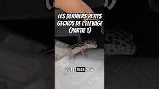 Part1Comment vont mes derniers petits geckos  geckoleopard terrario gecko reptiles [upl. by Hobard578]