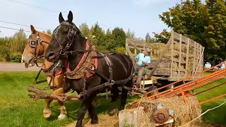 Preparing for a Weekend Away with Draft Horses  Draft Animal Power Network Field Days 2023 540 [upl. by Niwroc]