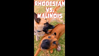 Rhodesian Ridgeback Puppy Wrestles Malinois Rough [upl. by Shetrit]