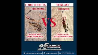 Flying Termites VS Flying Ants [upl. by Ettevey653]