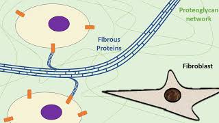 The Extracellular Matrix [upl. by Mailliwnhoj]