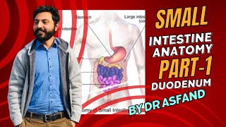 Small intestine  Duodenum anatomy [upl. by Oralee]