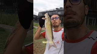 BOLOGNESE e ALBORELLO per BIG MAO fishing fishingvideo catfishing [upl. by Kobe]