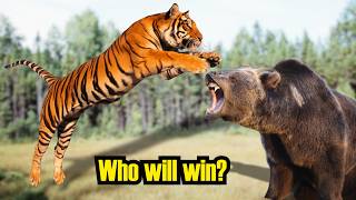 Siberian Tiger vs Brown Bear – Who will win [upl. by Adnalue]