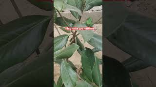 magnolia magnoliagrandiflora shortsfeed trending youtubeshorts meerut floraofmeerut [upl. by Beata]