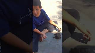 Dapat anak burung kecil funnyvideo meme memesdaily viral fyp funny shorts [upl. by Laux]