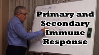 Primary and Secondary Immune Response [upl. by Nica850]