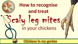 Scaly leg mites in your chickens [upl. by Boice]