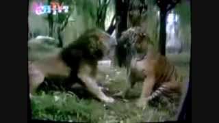 Male Siberian Tiger vs Asiatic Lion [upl. by Leynad]