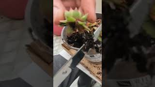 Propagating House Leeks With Red Tips [upl. by Murray173]