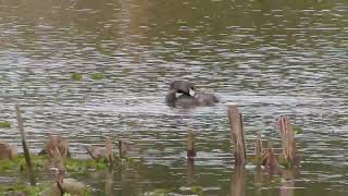 Piedbilled Grebe Costanera SurArgentina 2017 [upl. by Leonardi485]