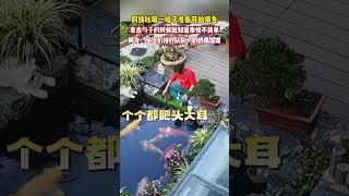 阿姨吆喝一声准备喂鱼，拿出勺子的那一刻就知道事情不简单…… 搞笑鱼 萌宠 [upl. by Malvin]