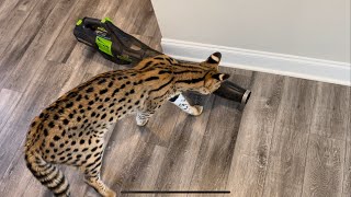 Serval vs Leaf Blower [upl. by Nosiddam]