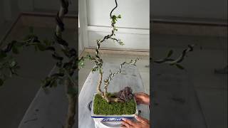 How to create a bonsai tree [upl. by Atteuqaj393]