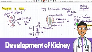 Development of Kidney [upl. by Shawn]