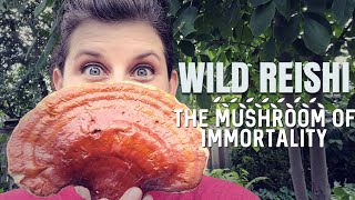 Wild Reishi Medicinal Mushroom of Immortality [upl. by Noxaj]