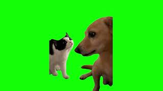 Green Screen Cat and Dog Meme [upl. by Norga]