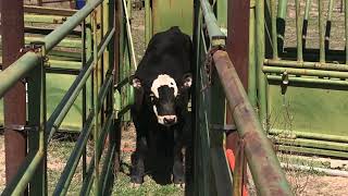 Time to work cattle cattle texas ranch ranchlife calves [upl. by Borlase210]