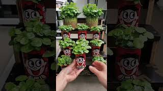 Good idea growing flowers in pot bottle so beautiful garden flowers plants garden flower [upl. by Ganiats]