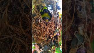 baby sunbirdsunbird nest🇱🇰🍃🐦🍂😍 [upl. by Gardel]