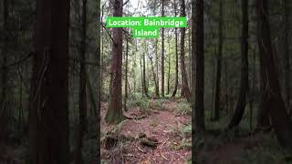 Bainbridge Island Forest 🌲😳🤩bainbridgeisland forest amazing nature shorts [upl. by Ettenuahs]