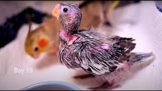 Baby Cockatiels first 30 days [upl. by Aidua]