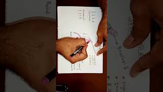 Anastomoses Around The Elbow Joint By Ahmed Belhaj [upl. by Krever]