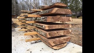 Felling and milling a sweet gum tree [upl. by Tades]