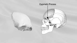 FRONTAL BONE [upl. by Zaneski294]