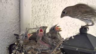 Backyard Bird Watching House Finch Nest 5 Weeks Complete Documentary [upl. by Gautious]