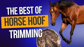 The best of horse hoof trimming [upl. by Aiset593]