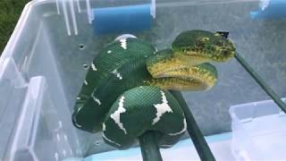 You want a piece of me Northern Emerald Tree Boa  Corallus Caninus [upl. by Elolcin]