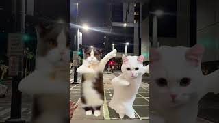 Cat gym play shortvedio [upl. by Tomchay485]