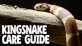 Kingsnake Care Guide for Beginners [upl. by Scherman711]