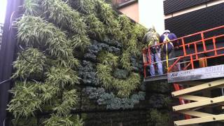 Starbucks Living Wall at Downtown Disney Anaheim  Project of the Week 7714 [upl. by Arenat]