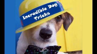 Incredible Dog Tricks Performed by Jesse the Jack Russell [upl. by Scarlet324]