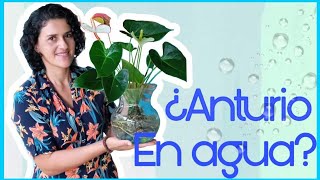 ANTURIO EN AGUA💧 anturios jardin plantas flores agua [upl. by Furlong]