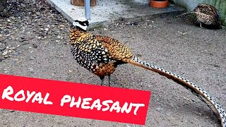 Fazani Regali  Royal Pheasant [upl. by Medlin918]