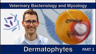 Dermatophytes Part 1  Veterinary Bacteriology and Mycology [upl. by Airetnuhs352]