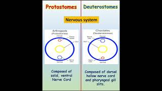 Discover the Incredible Difference Between Protostomes and Deuterostomesilmkidunyaofficial [upl. by Neff]