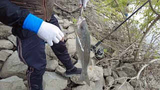 Striper Fishing in Sacramento river 32224 [upl. by Azile]