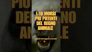 I 10 morsi più potenti del regno animale [upl. by Aneahs]