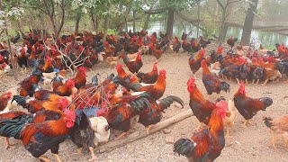 Free Range Chicken Farming  Feeding 1000 Native Chickens [upl. by Cassius915]