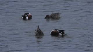 Northern Shoveler Spatula clypeata [upl. by Hazrit]