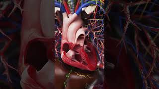 💓 The Beating Heart in Situ A Closer Look 💓 anatomy [upl. by Rogozen]