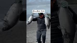 Landed 3 beautiful moki fish fishing sealife surfcasting fish newzealand [upl. by Taam]