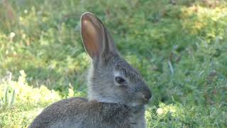 Coelhobravo  European Rabbit Oryctolagus cuniculus [upl. by Elyac]