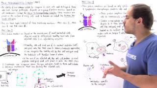 Major Histocompatibility Complex MHC Class I and II [upl. by Luckin]